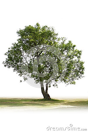 Single green tree Stock Photo