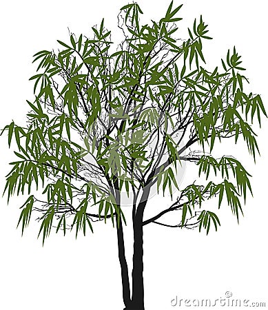 Single green willow isolated on white Vector Illustration