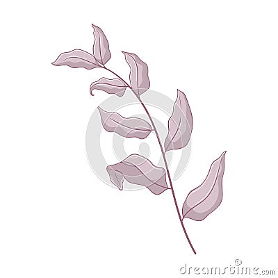 Single grey branch with leaves. Leaves isolated on white background. Hand drawn botanic illustration. Botanical vector art in Vector Illustration