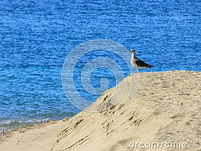 A single gull standing on a sand dune. Stock Photo