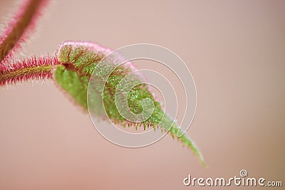 Single hairy plant leaf isolated on a pale background. Closeup of one delicate green leaf with red trichomes against Stock Photo