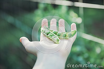 Single Hand Holding Fresh Peas Stock Photo