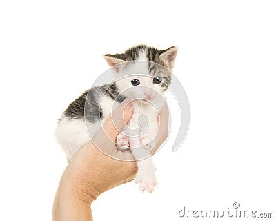 Single hand holding a three weeks old baby cat on a white background Stock Photo