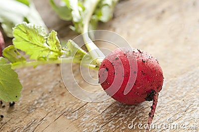 Single Harvested fresh crispy radish with soil Stock Photo