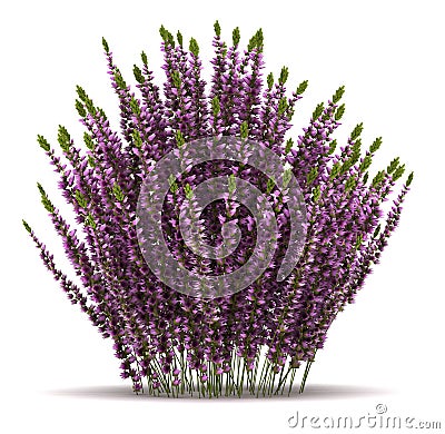 Single Heather Plant Stock Photo