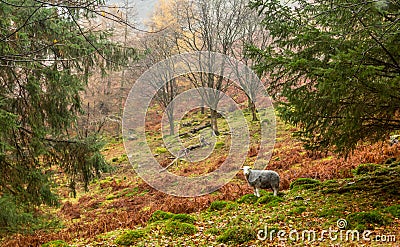 A single Herdwick sheep stands in an autumnal scene in the English Lake District, Cumbria Stock Photo