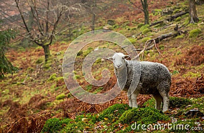 A single Herdwick sheep stands in an autumnal scene in the English Lake District, Cumbria Stock Photo