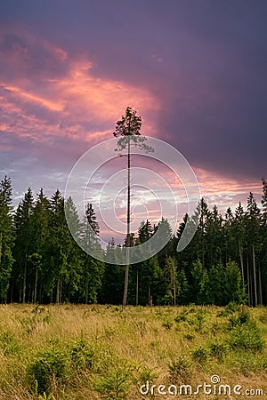 A single high needle tree in a forest Stock Photo