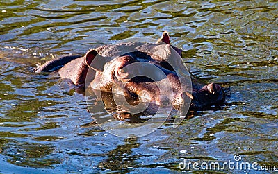 Single Hippo in the water and watching Stock Photo