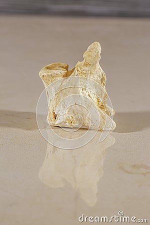 Single human vertebrae isolated on shiny surface Stock Photo