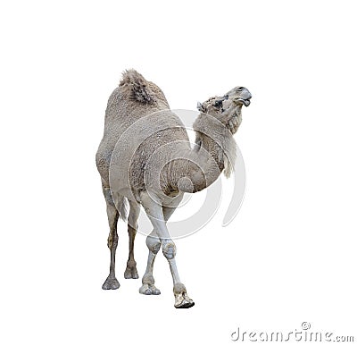 Single-Humped Camel Stock Photo