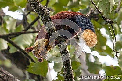 A single indian giant squirrel, laying on branch eating leaves Stock Photo