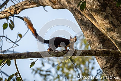 A single indian giant squirrel, walking along branch Stock Photo