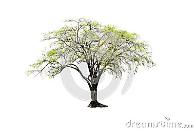 Single Indian jujube tree isolated on white background. Stock Photo