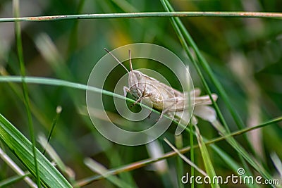 Single isolated grasshopper hopping through the grass in search of food, grass, leafs and plants as plague with copy space bugs Stock Photo