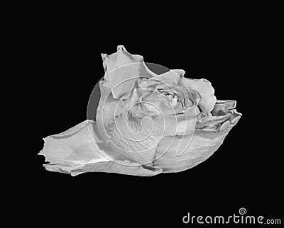 Single isolated monochrome bright white rose blossom macro Stock Photo