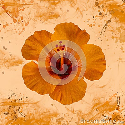 Orange hibiscus blossom with droplets macro on watercolored splattered background Stock Photo