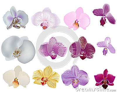 Single isolated orchid flowers ollection Vector Illustration