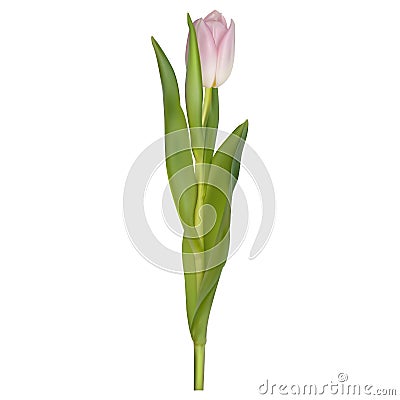 Single isolated pink tulip. EPS 10 Vector Illustration