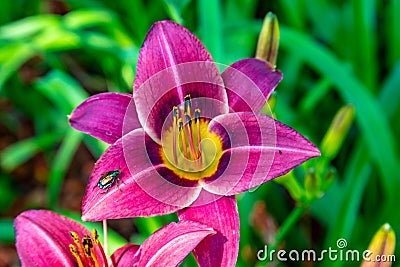 Purple daylily with japanese beetle Stock Photo