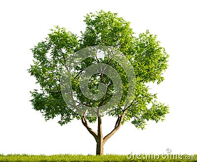 Single Juglans Regia tree in the middle of a grassy field on white transparent background. 3D rendering illustration Cartoon Illustration