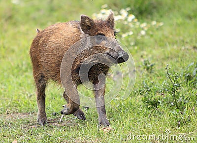 Single juvenile Wild boar in a forest during summer period Stock Photo
