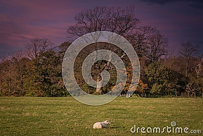 A Single lamb, Mature Knarly Trees in Inverkip at Sunset Stock Photo