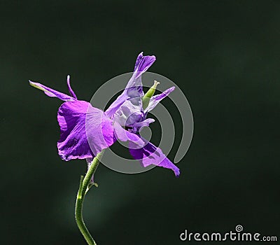 Single Larkspur flower Stock Photo