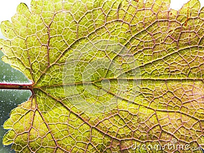 Single leaf close up Stock Photo
