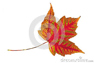 Single leaf collection maple Stock Photo