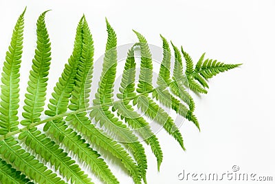Single leaf of fern on white background. Top view, isolated with copy space. Stock Photo