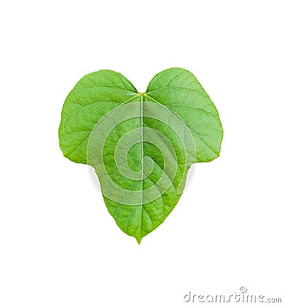 Single leaf plant of moonseed family. Fresh green leaf isolated on white background Stock Photo