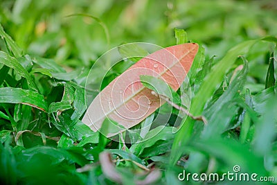 A single leaf resting upon the yard which fell from a tree after the rain storm. This young and vibrant scene is a breath of fres Stock Photo