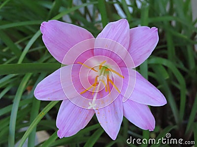 Light Pink Rain Lily Flower Stock Photo