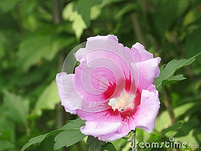 Dark Pink Rose Of Sharon Flower Stock Photo