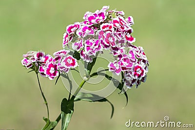 Lilac flower with blurred out background Stock Photo