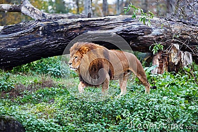 Single lion goes Stock Photo