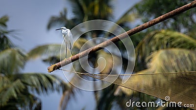 Single little egret white bird sitting on fishing net Stock Photo