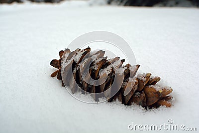 Single Lone Pine Cone In a Pile of Snow Stock Photo