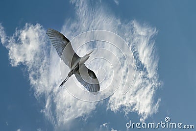 Single lonely bird and colorful cloudy sky Stock Photo