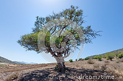 Single lonely green tree growing in Morocco Stock Photo