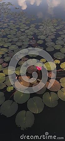 A single lotus flower in the pond Stock Photo