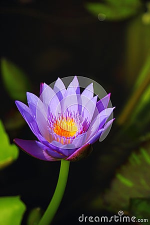 Single Lotus Stock Photo