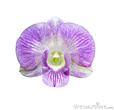 Single magenta orchid flower isolated Stock Photo