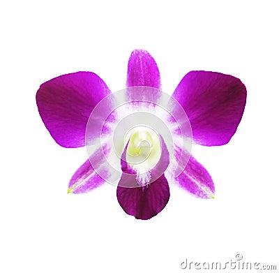 Single magenta orchid flower isolated Stock Photo
