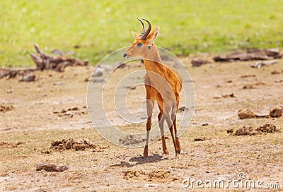 Single male oribi standing in Kenyan savannah Stock Photo