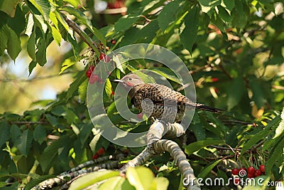 Single male red-shafted Northern Flicker on leafy branch with berries Stock Photo