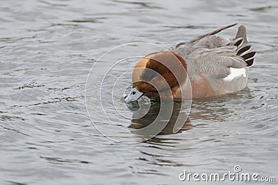 Single male Wigeon feeding in water Stock Photo