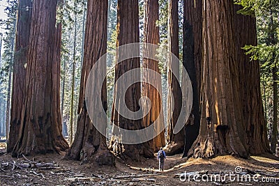 Single Man with Huge Grove of Giant Sequoia Redwood Trees in Cal Stock Photo