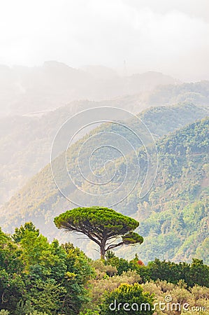 Single mediterranean pine tree growing on the top of the hill. Evergreen trees forests filling the gradient mountain range Stock Photo